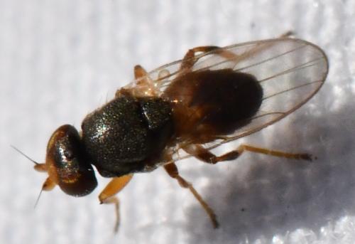 Oscinisoma sp.
